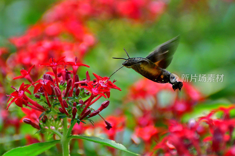 Pentas lanceolata和蜂鸟鹰蛾